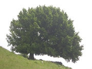 37 il grande faggio